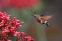 Macroglossum stellatarum (Hummingbird_Hawkmoth).JPG